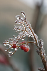 Beautiful rowan fruits and pine needles from my garden under the freezing rain close-up