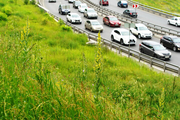 The grass grows along the city road. Greening areas adjacent to highways. Selective focus