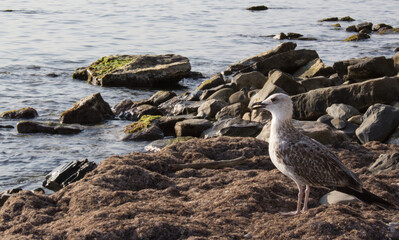 Bird on the seashore near the water