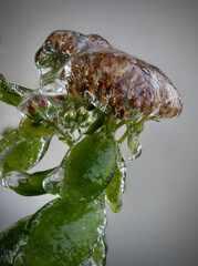 Beautiful rowan fruits and pine needles from my garden under the freezing rain close-up