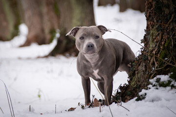staffordshire bull terrier is standing under the pine in snow. he is so happy outside. Dogs in snow...