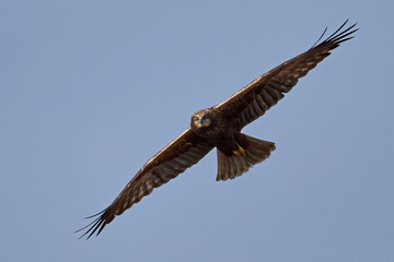 Western marsh harrier (Circus aeruginosus)