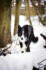 Border collie is going on trunk in snow. She look like fox on hunt.