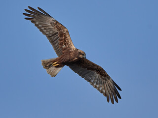 Western marsh harrier (Circus aeruginosus)