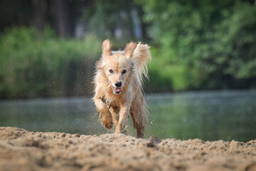 White mix Dog is running in sand. She is so dirty dog now.