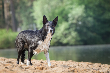 tricolor border collie is standing wet on the sand. She is really good swimmer.