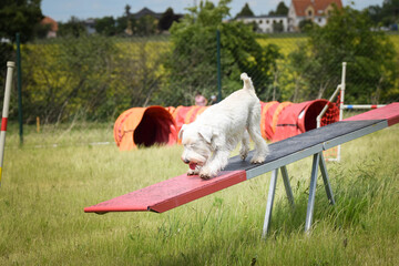 Obraz na płótnie Canvas Amazing, crazy white dog is on see-saw. She is so incredible dog on agility.