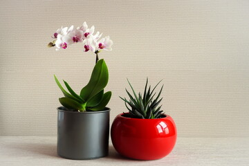 Home flowers in red and gray pots on a light pink background. White orchid and succulent haworthia in bright pots. Green home plants.