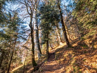 Nature Bavarian Forest Trail during Autumn up to the mountain to the Top of the Herzogstand