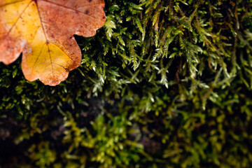 Colorful leaf on a mossy background