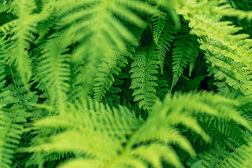 Light green fern leaves filling the full frame
