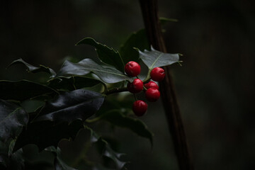 Berries on a Holly Bush