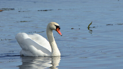 Obraz premium One mute swan swimming in a blue pond