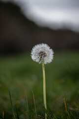 Fototapeta na wymiar A Single Dandelion in a Field
