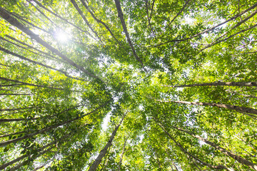 Landscape Beautiful Mangrove forest Tung Prongthong at Ban Pak Nam Krasae Nature Preserve and Forest, Klaeng district, Rayong Province, Thailand. 