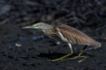 Squacco heron (Ardeola ralloides)