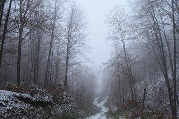 Landscape of spooky winter forest covered by mist