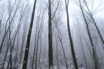 Landscape of spooky winter forest covered by mist