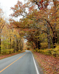 Tree lined road with autumn foliage