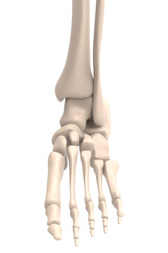 3d rendering human Foot bones
,