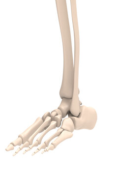 3d rendering human Foot bones
,