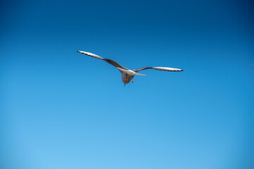 White seagull flies in the blue sky, seagull flies flying bird