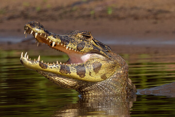 Caiman, Pantanal