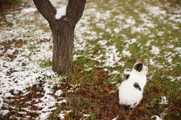 white spotted cat sitting in the winter garden with snow on green grass