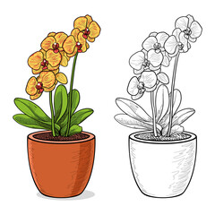 Yellow Orchid in a pot. Isolated vector illustration.