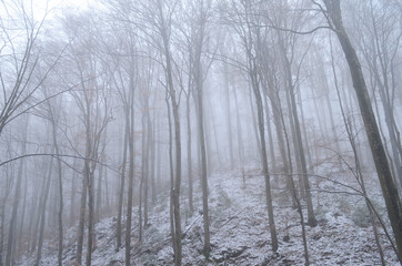 Landscape of spooky winter forest covered by mist