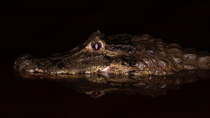 Caiman at night, Pantanal