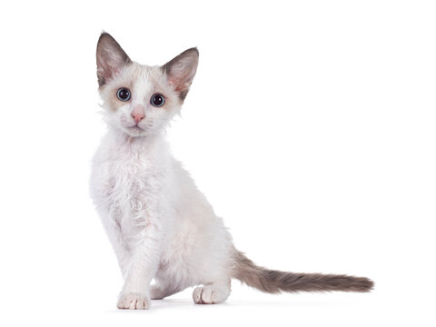 Adorable blue bicolor LaPerm cat kitten, standing side ways. Looking curious towards camera with blue eyes. Isolated on white background.