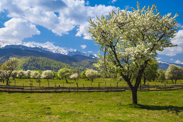 Picturesque spring rural landscape with blossoming orchard and snowy mountains