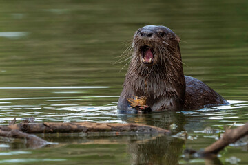 Neotropical Otter Eating, Pantanal
