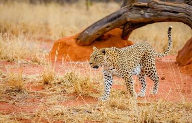 A leopard in the red sand of Etosha, Namibia
 - obrazy, fototapety, plakaty