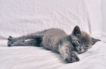 Adorable grey cat sleeping on the bed.