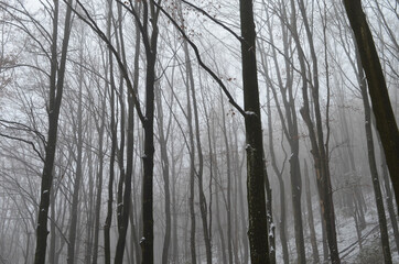 Landscape of spooky winter forest covered by mist