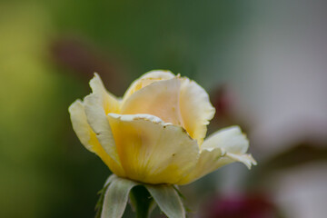 Fototapeta na wymiar Bright beautiful yellow rose in the garden, green leaves, nature outdoors, close-up of petals