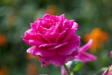 Bright beautiful pink rose in the garden, green leaves, nature outdoors, petals covered with water drops, morning droplets