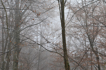 Fototapeta premium Landscape of spooky winter forest covered by mist