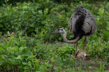 Rhea with chick, Pantanal