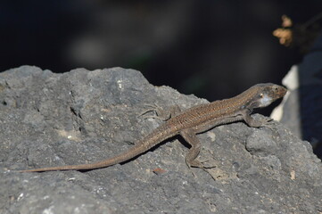 lizard on the stone