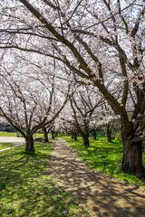 満開の桜