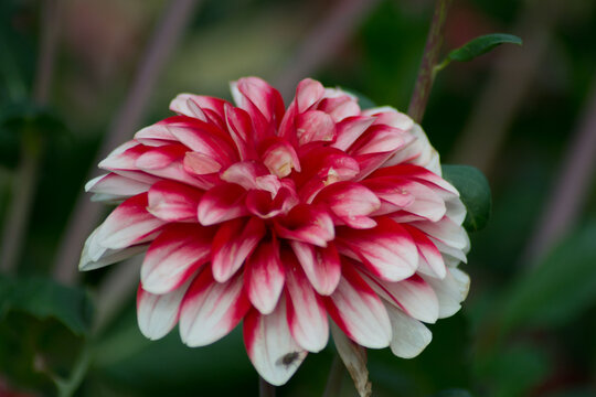 Candy striped dahlia, single dalia flower in the garden, nature outdoors, beautiful red and white petals close-up