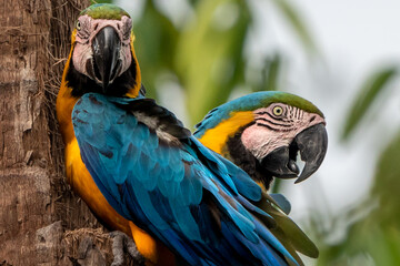 Blue-and-yellow Macaw Pair Close Up, Pantanal