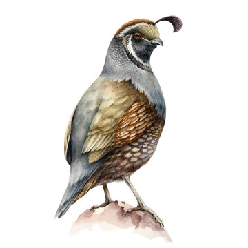 Crested quail bird watercolor illustration. California male quail brown bird image on white background. Realistic hand drawn small avian with crest. 