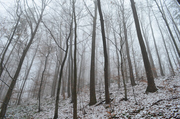 Landscape of spooky winter forest covered by mist