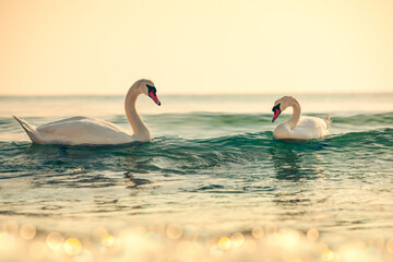 White swans in the sea,sunrise shot