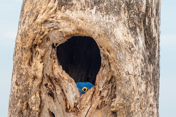 Eye of Hyacinth Macaw in tree hole nest, Pantanal © Angiolo