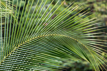 Palm tree leaf in the jungle